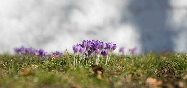 挪威春天的花朵