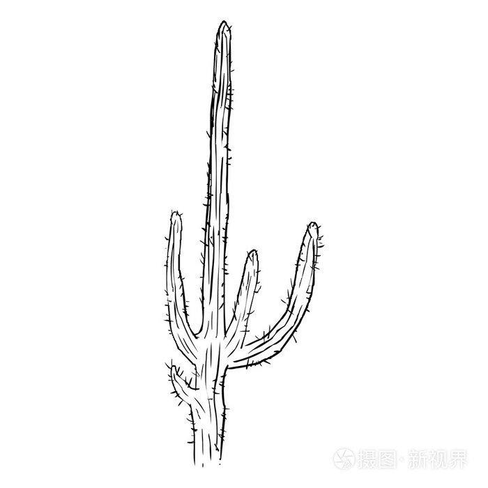 单个素描仙人掌