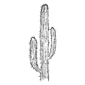单个素描仙人掌照片