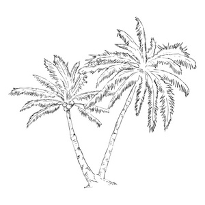 棕榈树线描画图片