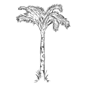 素描棕榈树照片