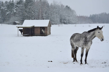 白色的马背上冬季牧场