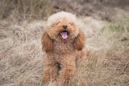 在绿草如茵的球场上的玩具贵宾犬