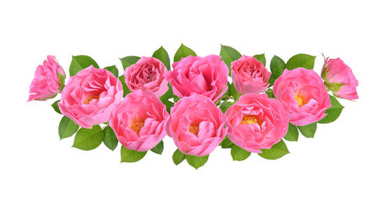 成分与粉红色玫瑰花。在白色背景上隔离