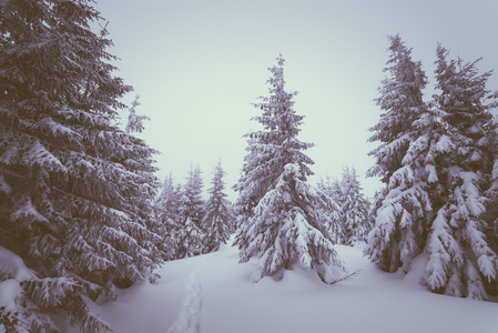 小径在雪下的杉木林