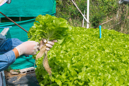 水培有机农业农场系统收获, 农夫手拿着蔬菜, 绿色沙拉莴苣, 从他手中的塑料管作为现代农业耕作的收获