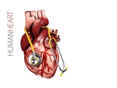 人体心脏解剖用听诊器。器官符号3d 在白色背景上隔离的插图