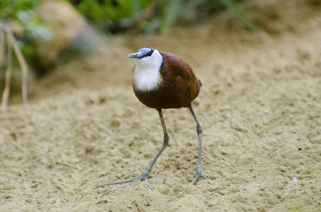 Actophilornis 基利坎贝尔非洲雉鸟