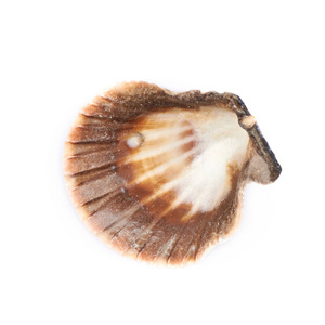 孤立的海贝壳