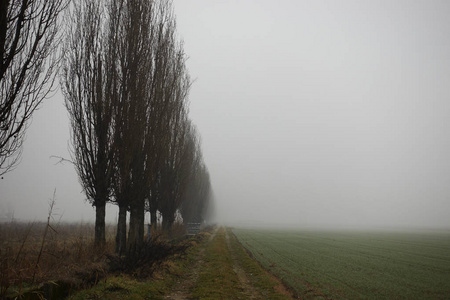 雾中的田野和树