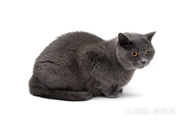 灰色的猫照片图片