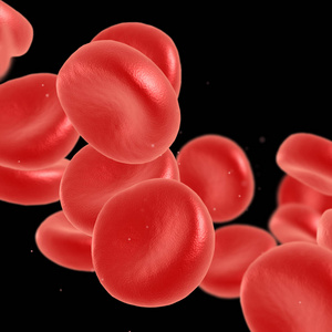 血红细胞流动照片
