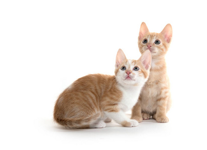 两个可爱的小猫图片