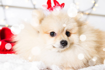 博美的狗穿着圣诞服装。狗概念年