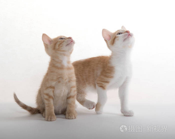 两个可爱的小猫白色