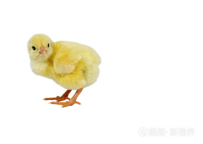 白色背景下的可爱小鸡