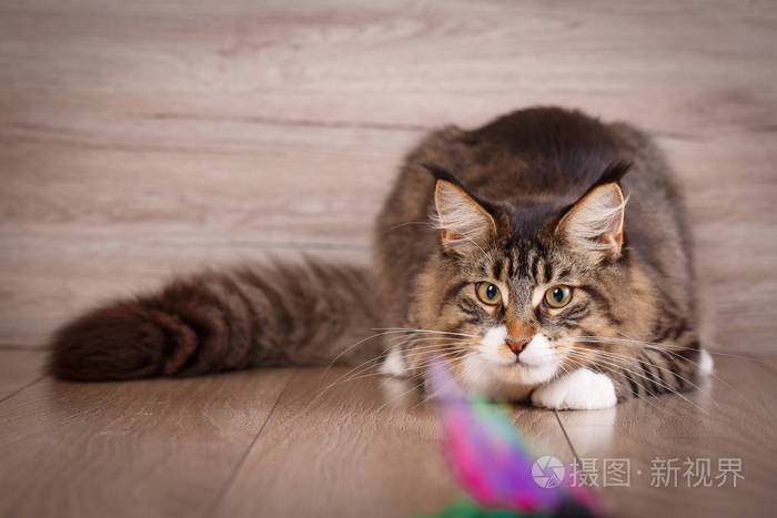 滑稽的缅因州浣熊猫在木地板上玩耍 生姜猫狩猎羽毛玩具照片 正版商用图片0fj7oz 摄图新视界