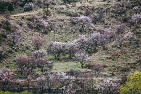 Vardzia 洞穴城市修道院在 Erusheti 山, 佐治亚