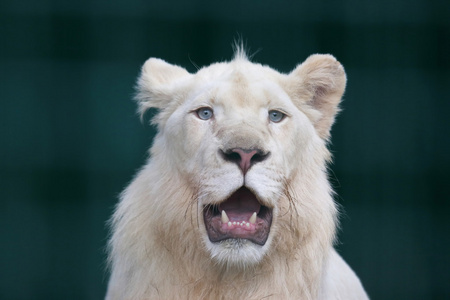 白狮子与张开嘴巴
