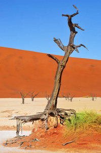 Deadvlei，苏斯。纳米比亚