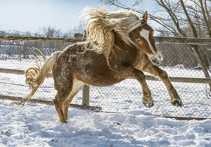 在雪上匹漂亮的马