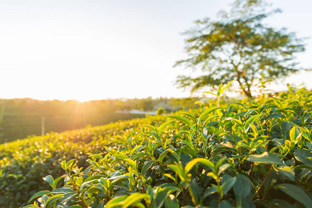 在泰国清莱茶种植园景观观日出日落