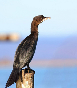 俾格米人鸬鹚，Phalacrocorax 猩猩