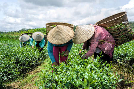 越南林省茶叶收获的农民图片