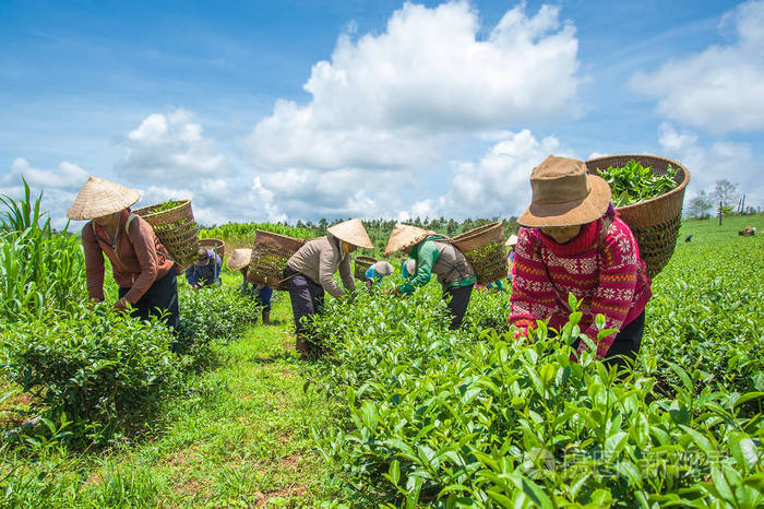 越南林省茶叶收获的农民