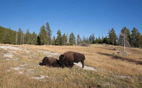 北美野牛在黄石国家公园