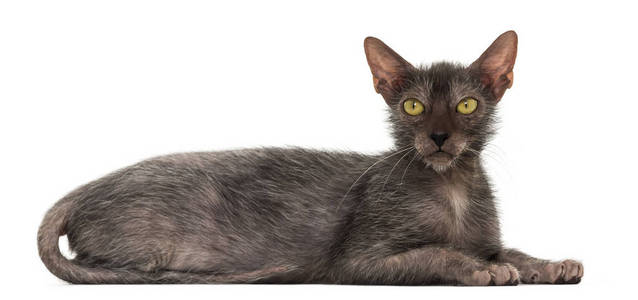 Lykoi 猫, 也叫狼人猫反对白色背景