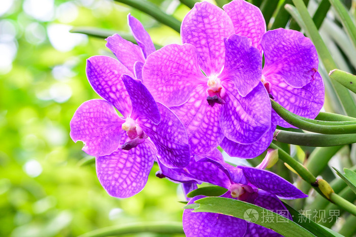 花园里的紫色中联兰花