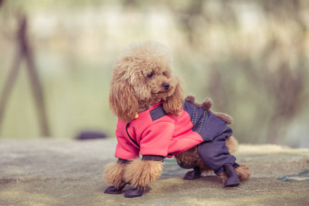 在公园里玩的玩具贵宾犬