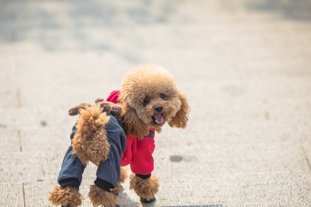 在公园里玩的玩具贵宾犬