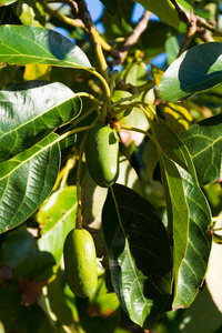 绿色成熟的鳄梨树,牛油果种植园照片