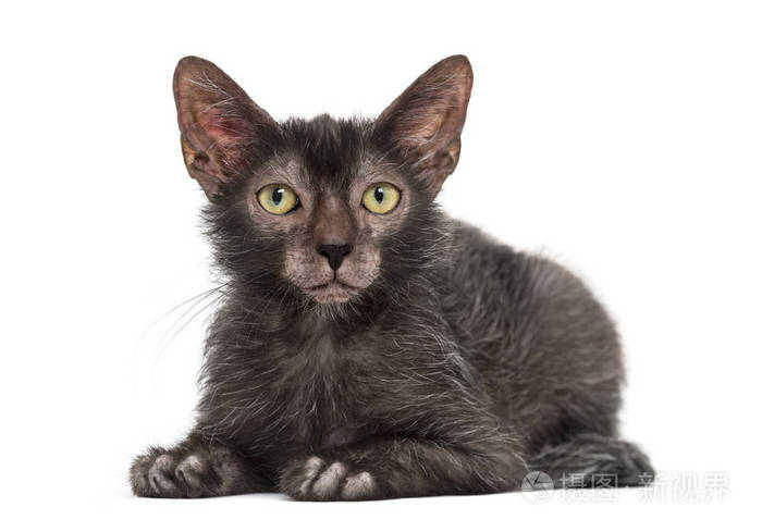 lykoi 猫, 也叫狼人猫反对白色背景