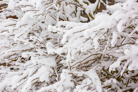 美丽的冬树树枝与大量的雪