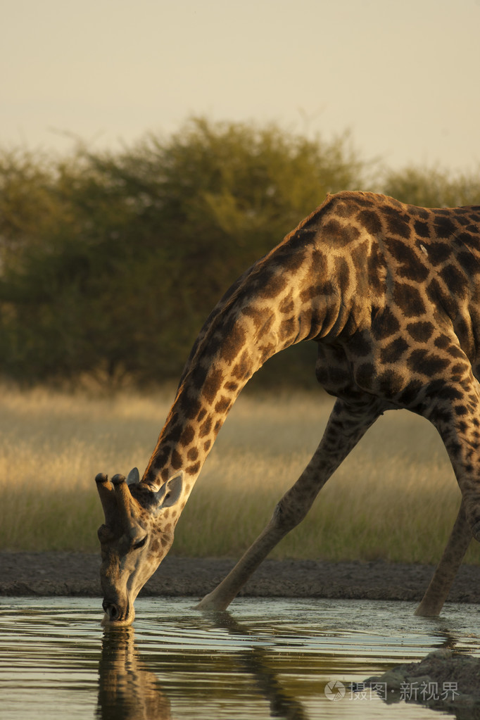 长颈鹿喝水照片-正版商用图片0fjt99-摄图新视界
