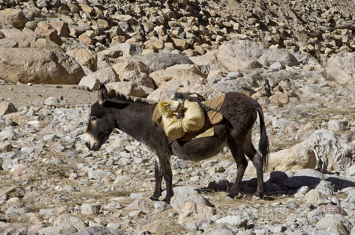摩洛哥的驴子驮着货物