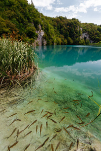 清澈的湖水鱼十六湖国家公园图片