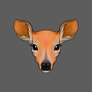 獐鹿头像野生动物手绘矢量插画照片