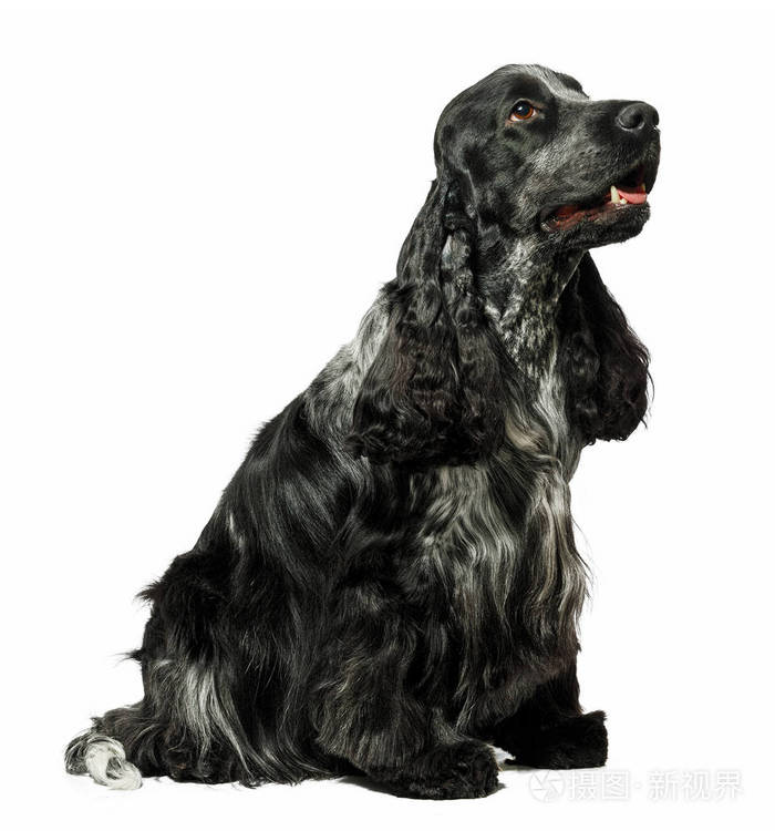 英语溺爱犬的狗上白色孤立照片 正版商用图片0fjvir 摄图新视界