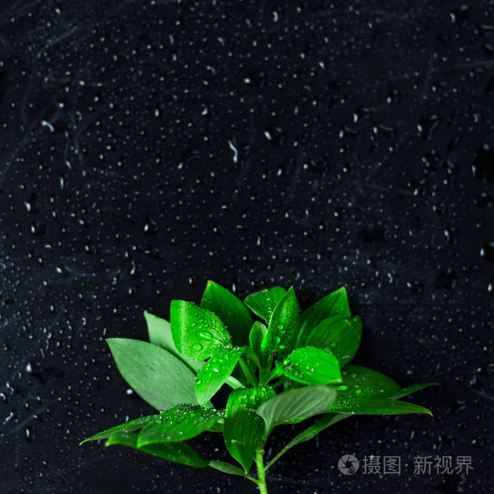 在水滴中的黑色背景上的绿色叶子.背景.copyspace