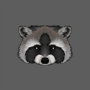 浣熊头像野生动物手绘矢量插图照片