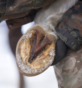 copia 的纯化照片