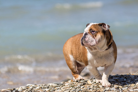 英国斗牛犬从水里