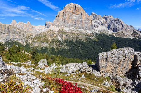 山上的红色花朵, 靠近五 Torri 岩石形成, Sudtirol, 白云岩山脉, 意大利