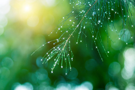 雨水滴图片 雨水滴素材 雨水滴插画 摄图新视界