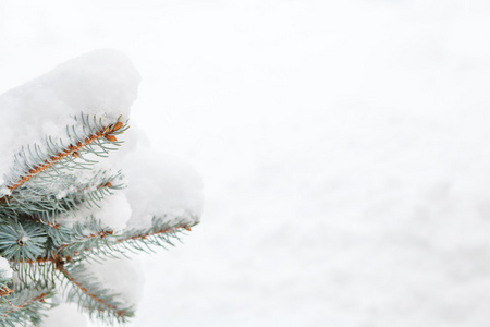 雪杉木树分支