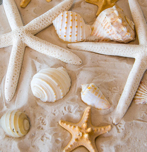 美丽的贝壳和沙滩上的星星